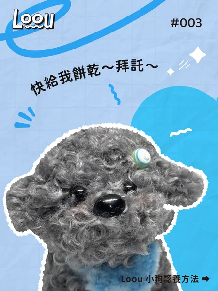 灰色貴賓狗 #002 2