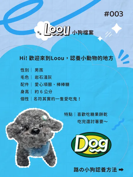 灰色貴賓狗 #002 3